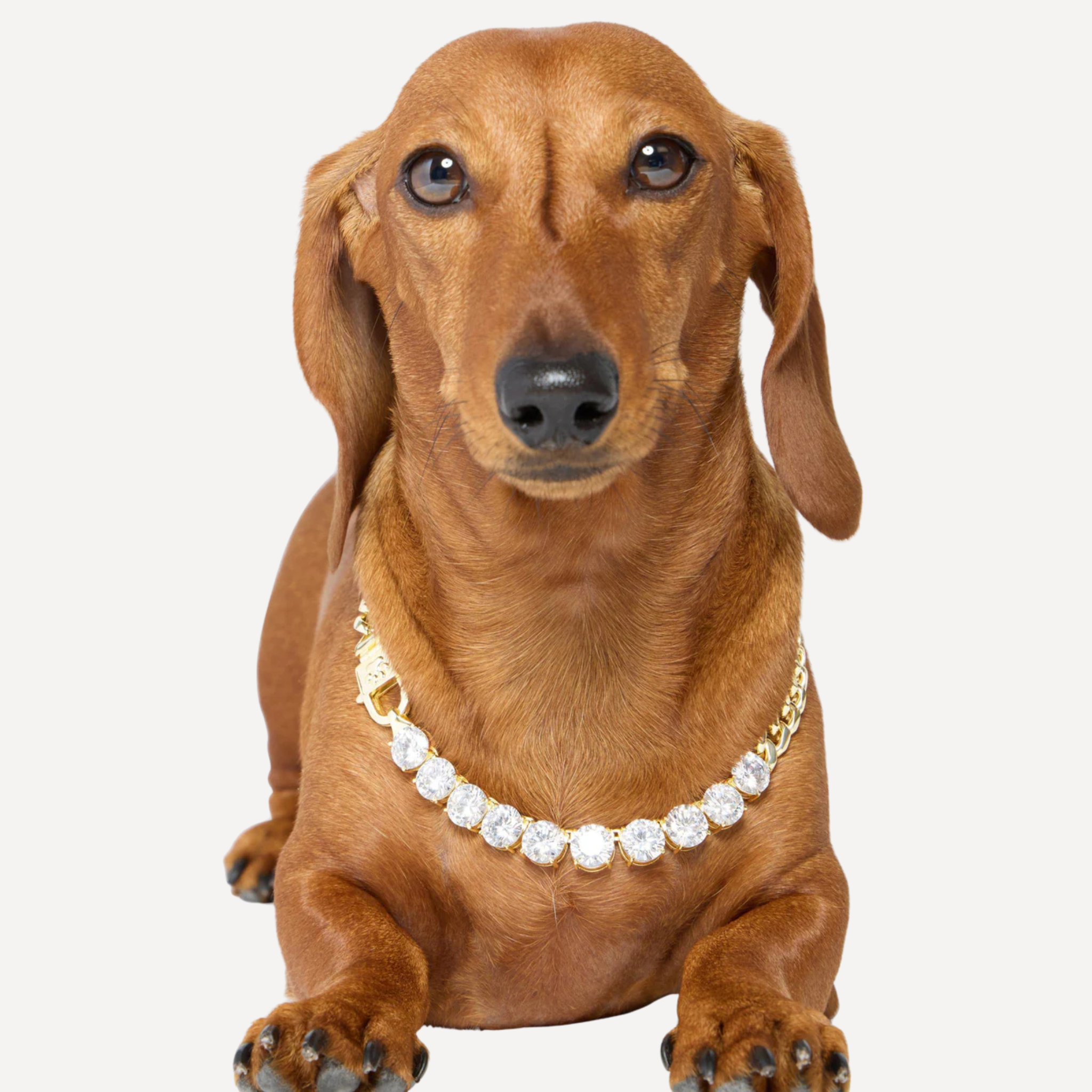 Thor Loves Diamonds Pet Necklace - Let's Bag It